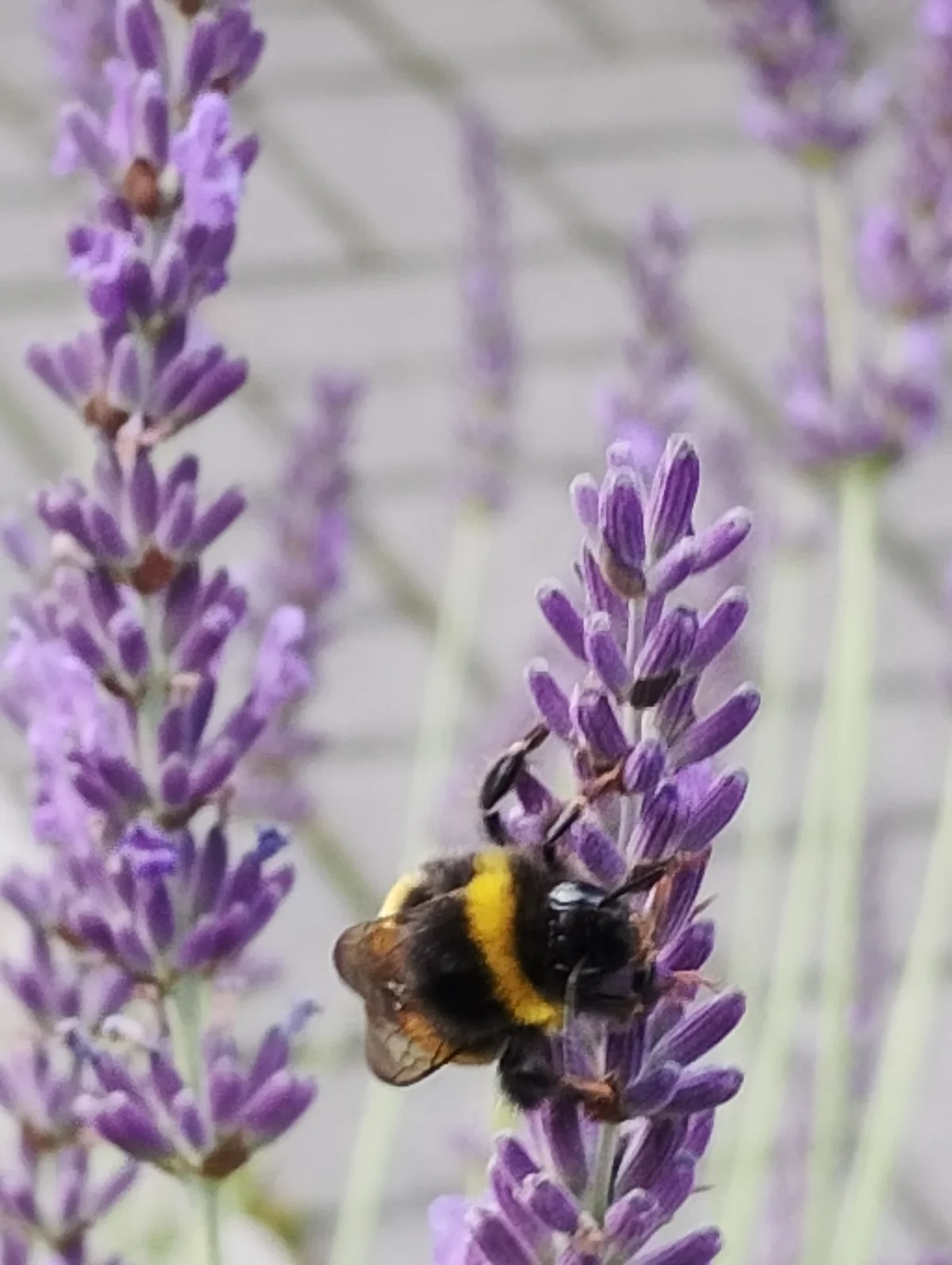 Ogród restauracji Świetlik w Bytomiu - strefa relaksu