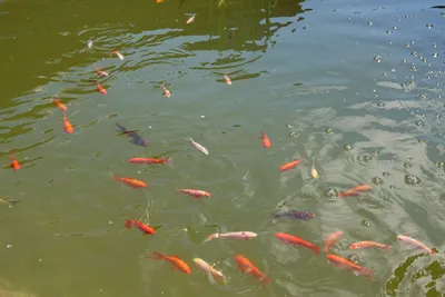 Ogród Restauracji Świetlik - aranżacja na przyjęcie weselne