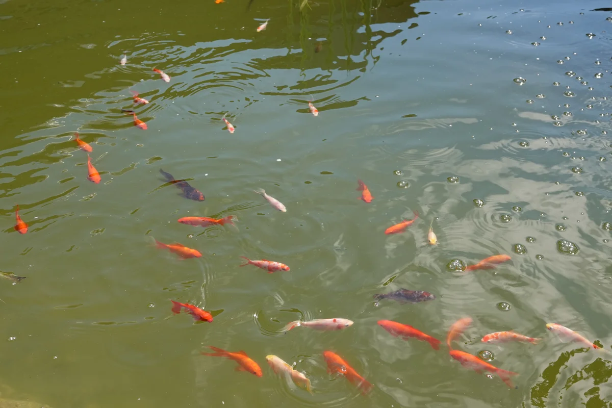 Ogród Restauracji Świetlik - aranżacja na przyjęcie weselne