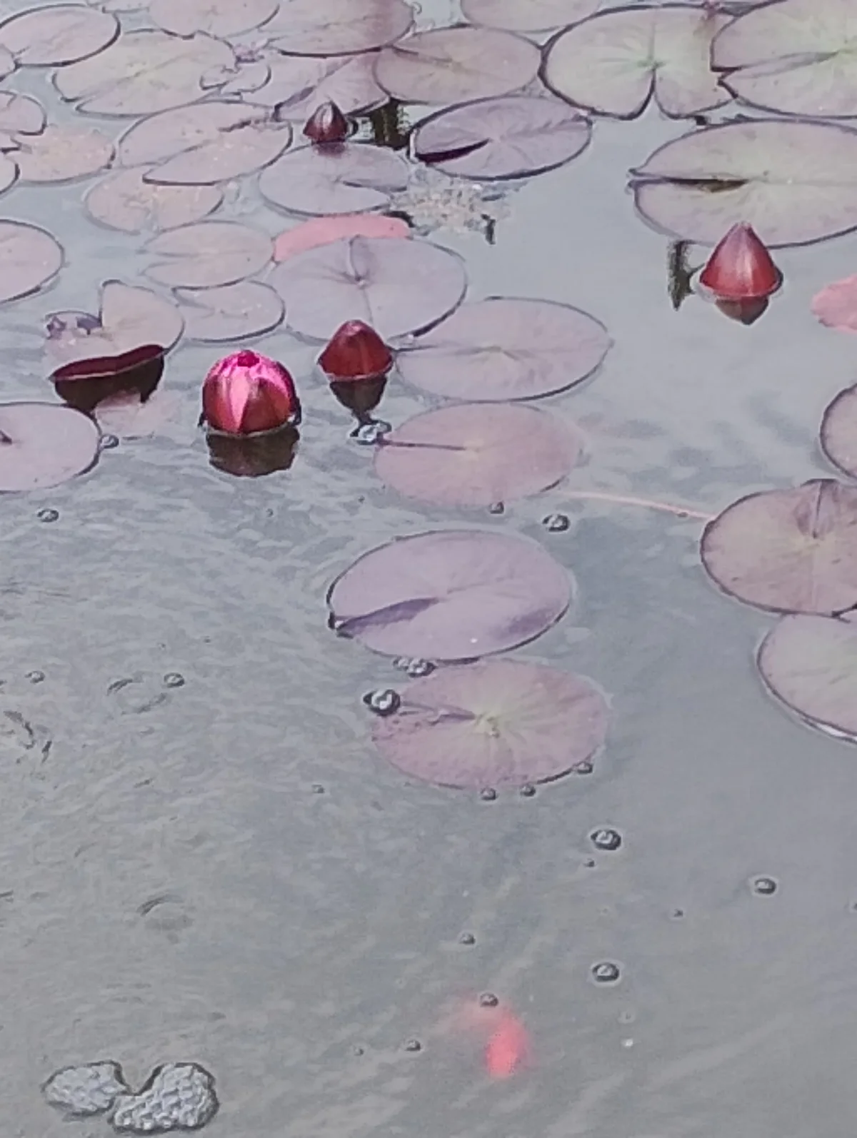 Ogród restauracji o zachodzie słońca - idealne miejsce na wesele